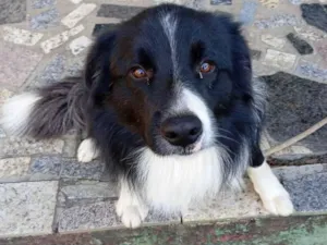 Cachorro raça Sheepdog idade 2 anos nome Astor