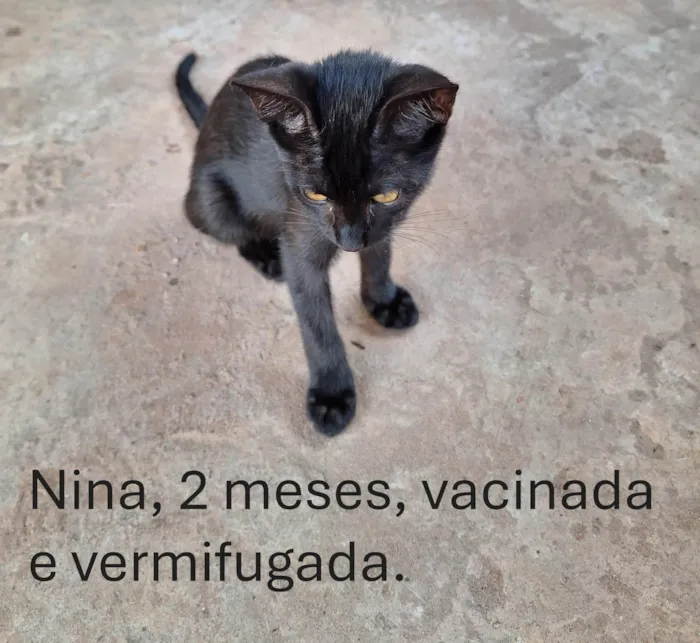 Gato ra a SRD-ViraLata idade 7 a 11 meses nome Nina