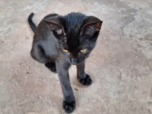 Gato raça SRD-ViraLata idade 7 a 11 meses nome Nina