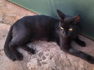 Gato raça SRD-ViraLata idade 2 anos nome Alice