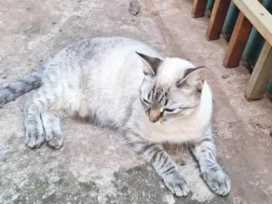 Gato raça SRD-ViraLata idade 1 ano nome Marie