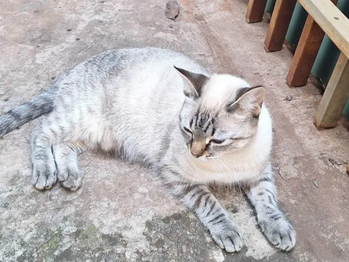 Gato ra a SRD-ViraLata idade 1 ano nome Marie