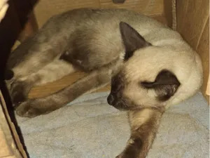 Gato raça SRD-ViraLata idade 1 ano nome Aline