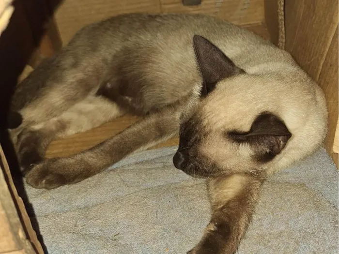 Gato ra a SRD-ViraLata idade 1 ano nome Aline