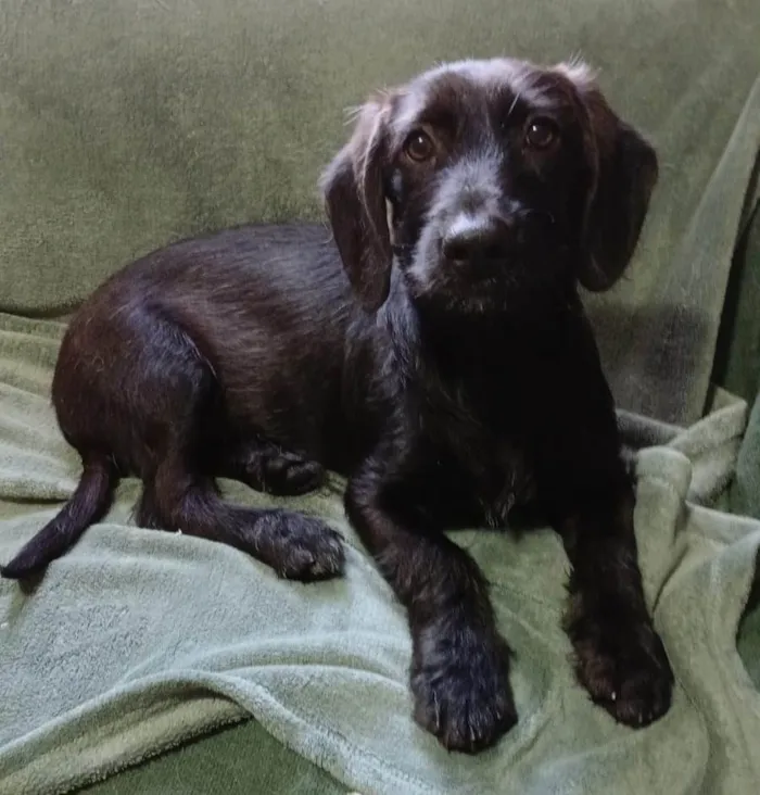 Cachorro ra a SRD-ViraLata idade 2 a 6 meses nome Chokito