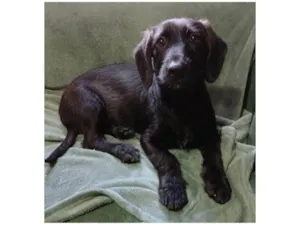 Cachorro raça SRD-ViraLata idade 2 a 6 meses nome Chokito