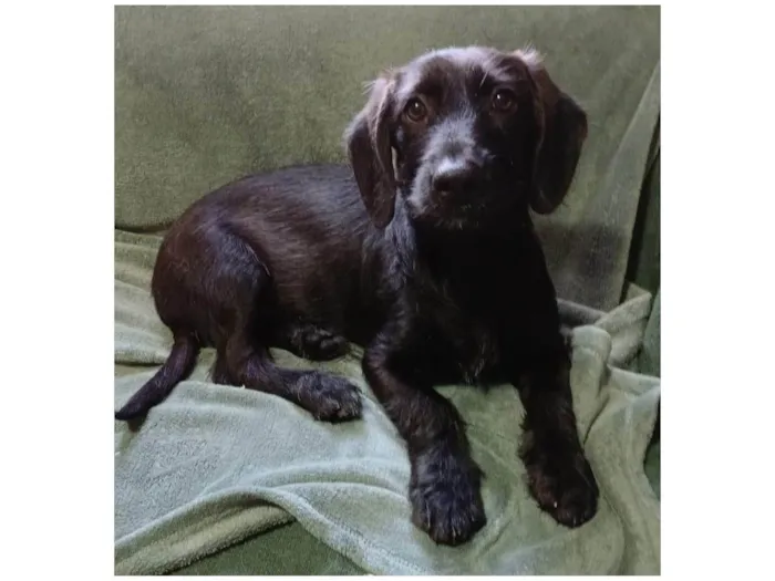 Cachorro ra a SRD-ViraLata idade 2 a 6 meses nome Chokito