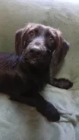 Chokito