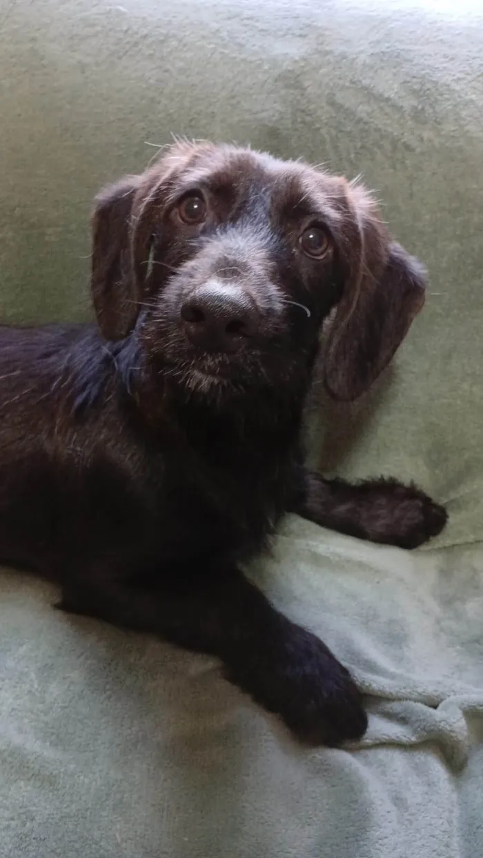 Cachorro ra a SRD-ViraLata idade 2 a 6 meses nome Chokito