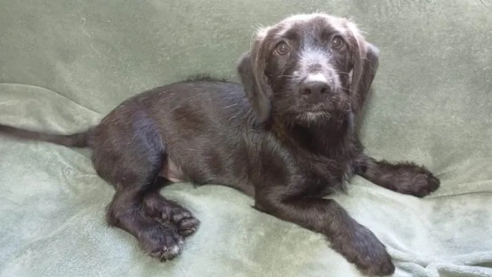 Cachorro ra a SRD-ViraLata idade 2 a 6 meses nome Chokito