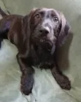 Chokito