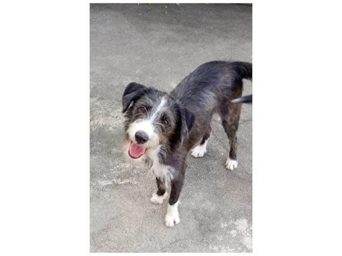 Gato ra a SRD-ViraLata idade 7 a 11 meses nome Zeca