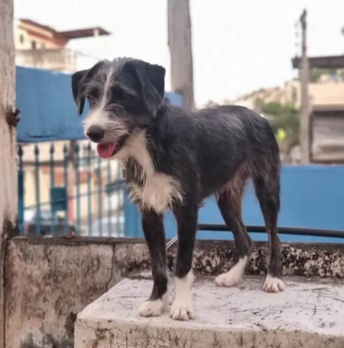 Gato ra a SRD-ViraLata idade 7 a 11 meses nome Zeca