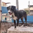 Zeca