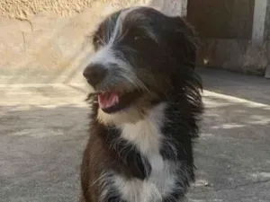 Gato raça SRD-ViraLata idade 7 a 11 meses nome Zeca