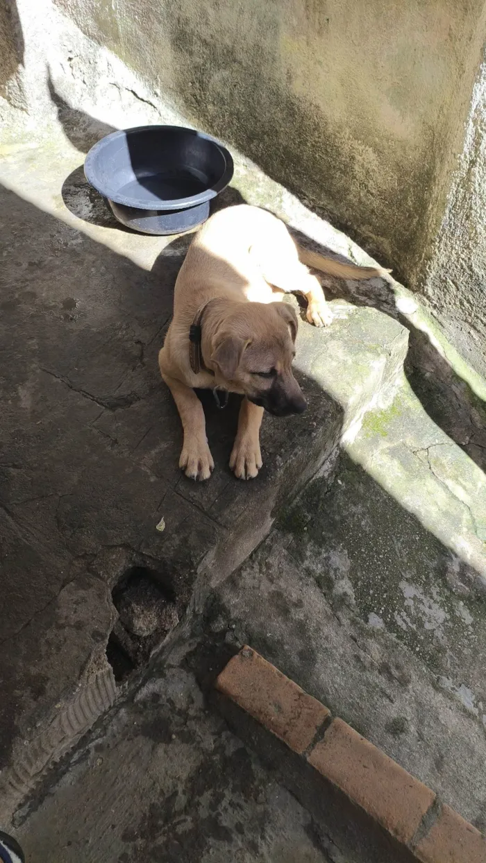 Cachorro ra a SRD-ViraLata idade 2 a 6 meses nome Max