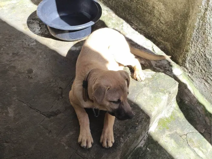 Cachorro ra a SRD-ViraLata idade 2 a 6 meses nome Max