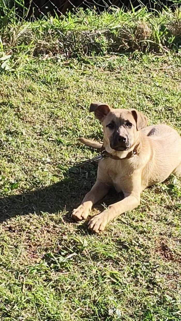 Cachorro ra a SRD-ViraLata idade 2 a 6 meses nome Max