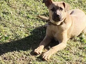 Cachorro raça SRD-ViraLata idade 2 a 6 meses nome Max