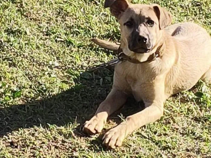 Cachorro ra a SRD-ViraLata idade 2 a 6 meses nome Max