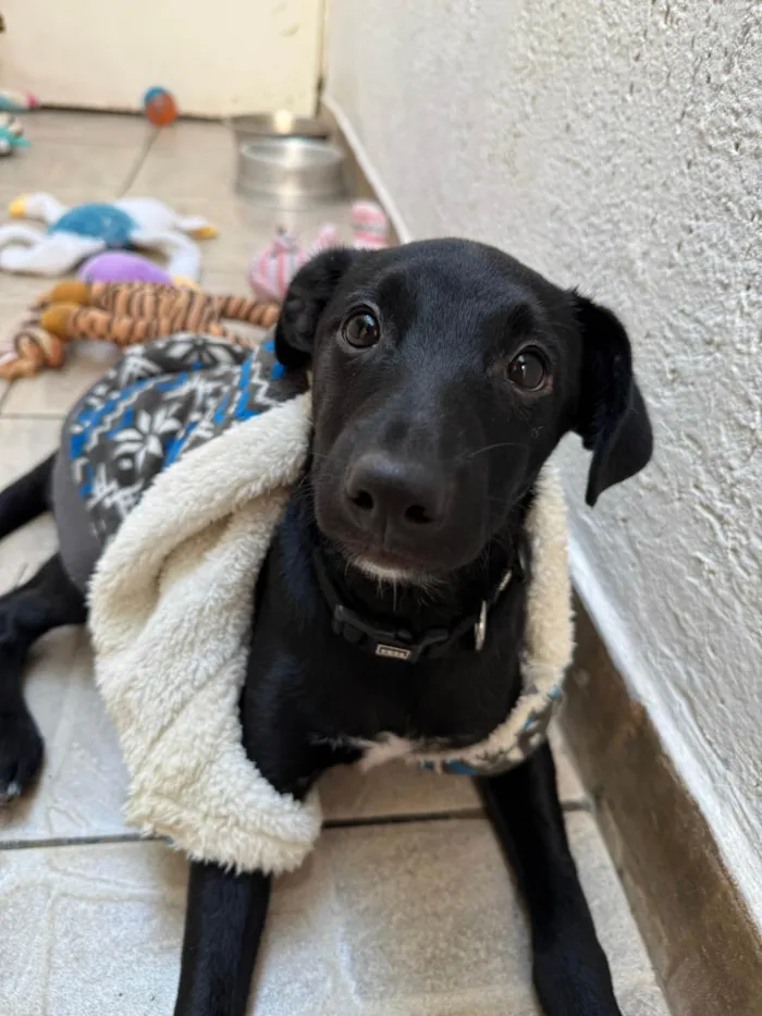 Cachorro ra a SRD-ViraLata idade 2 a 6 meses nome Stitch