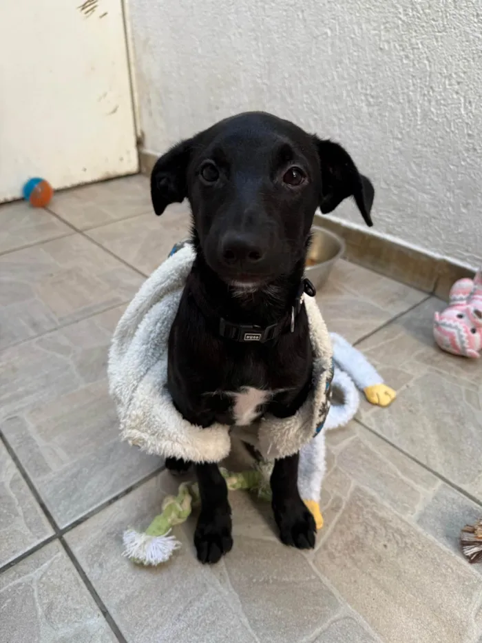 Cachorro ra a SRD-ViraLata idade 2 a 6 meses nome Stitch