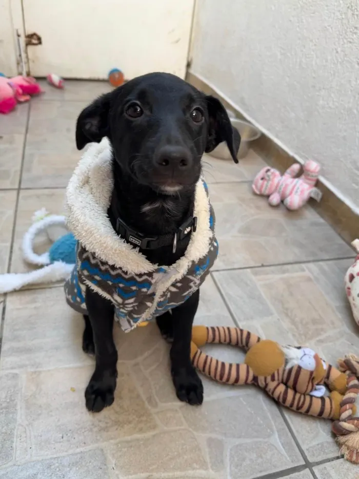 Cachorro ra a SRD-ViraLata idade 2 a 6 meses nome Stitch