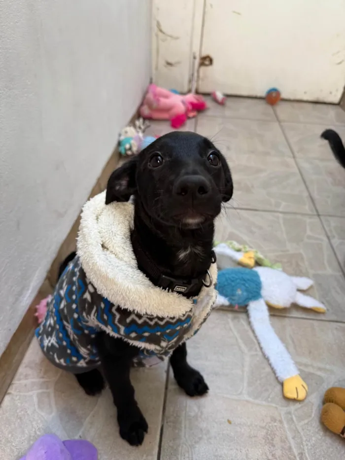Cachorro ra a SRD-ViraLata idade 2 a 6 meses nome Stitch