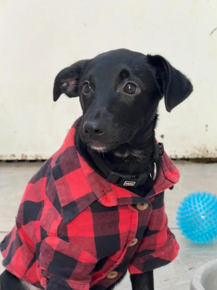 Cachorro ra a SRD-ViraLata idade 2 a 6 meses nome Stitch