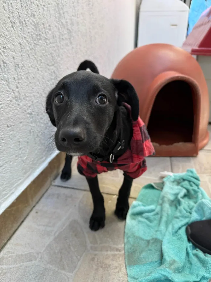 Cachorro ra a SRD-ViraLata idade 2 a 6 meses nome Stitch