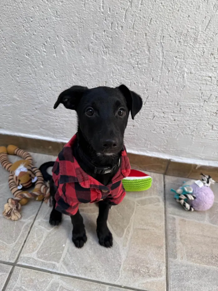 Cachorro ra a SRD-ViraLata idade 2 a 6 meses nome Stitch
