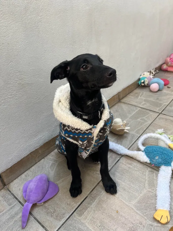Cachorro ra a SRD-ViraLata idade 2 a 6 meses nome Stitch