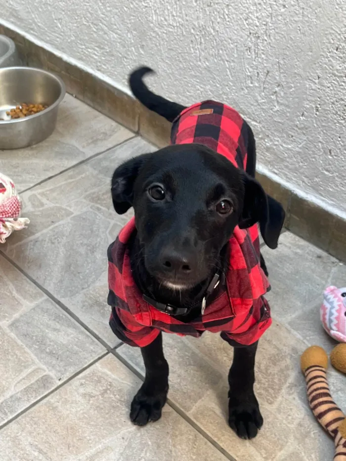 Cachorro ra a SRD-ViraLata idade 2 a 6 meses nome Stitch