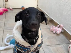 Cachorro raça SRD-ViraLata idade 2 a 6 meses nome Stitch