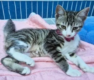 Gato raça SRD-ViraLata idade 2 a 6 meses nome LENA TIGRADA