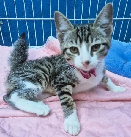Gato ra a SRD-ViraLata idade 2 a 6 meses nome LENA TIGRADA