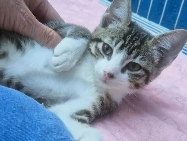 Gato ra a SRD-ViraLata idade 2 a 6 meses nome LENA TIGRADA