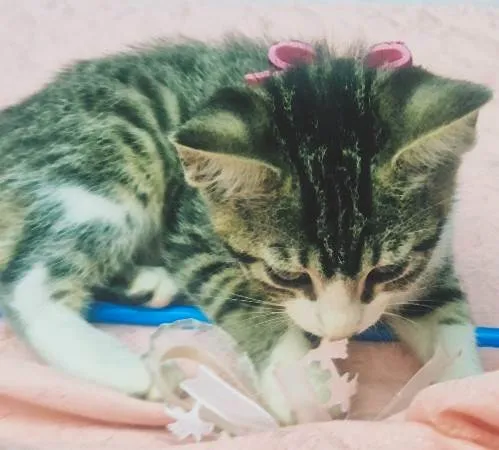 Gato ra a SRD-ViraLata idade 2 a 6 meses nome LENA TIGRADA
