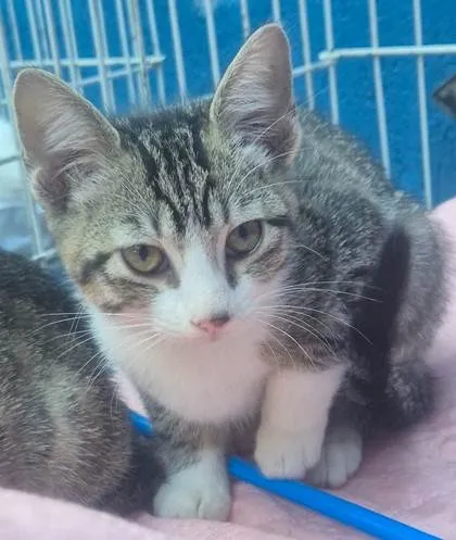 Gato ra a SRD-ViraLata idade 2 a 6 meses nome LENA TIGRADA