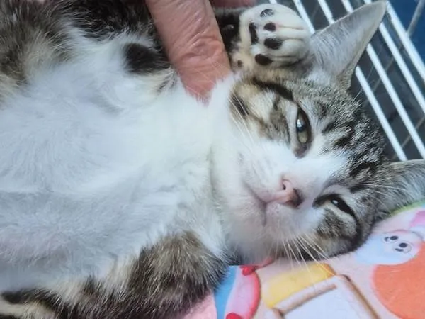 Gato ra a SRD-ViraLata idade 2 a 6 meses nome LENA TIGRADA