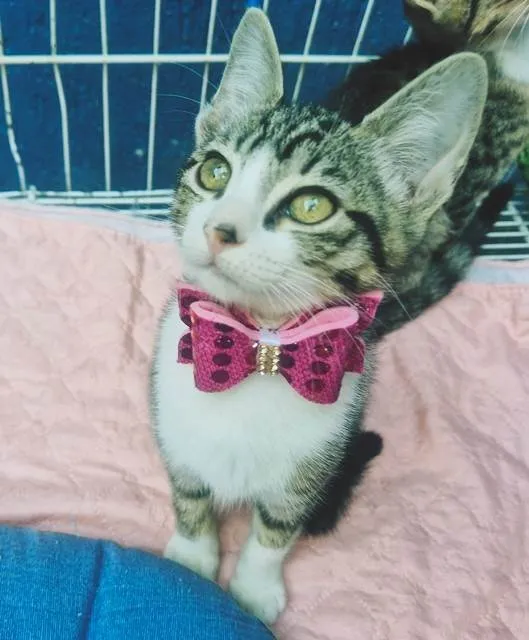 Gato ra a SRD-ViraLata idade 2 a 6 meses nome LENA TIGRADA