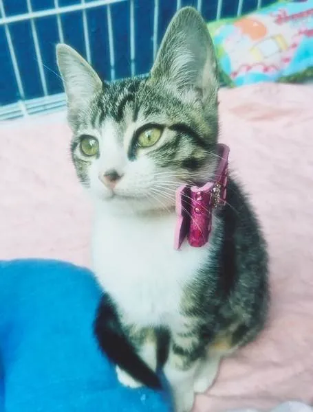 Gato ra a SRD-ViraLata idade 2 a 6 meses nome LENA TIGRADA