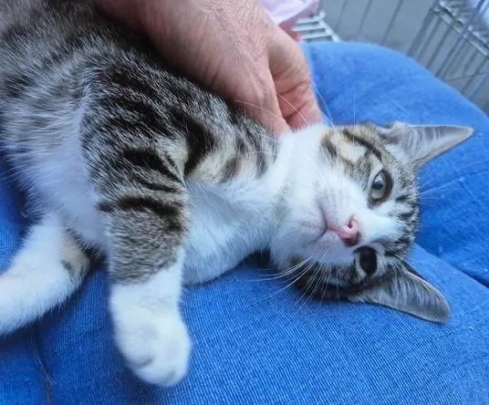 Gato ra a SRD-ViraLata idade 2 a 6 meses nome LENA TIGRADA