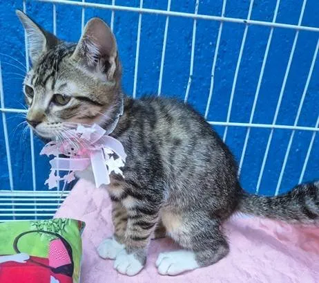 Gato ra a SRD-ViraLata idade 2 a 6 meses nome LINA TIGRADA