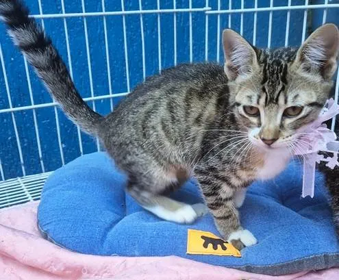 Gato ra a SRD-ViraLata idade 2 a 6 meses nome LINA TIGRADA