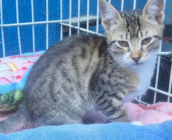 Gato ra a SRD-ViraLata idade 2 a 6 meses nome LINA TIGRADA