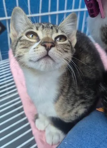 Gato ra a SRD-ViraLata idade 2 a 6 meses nome LINA TIGRADA