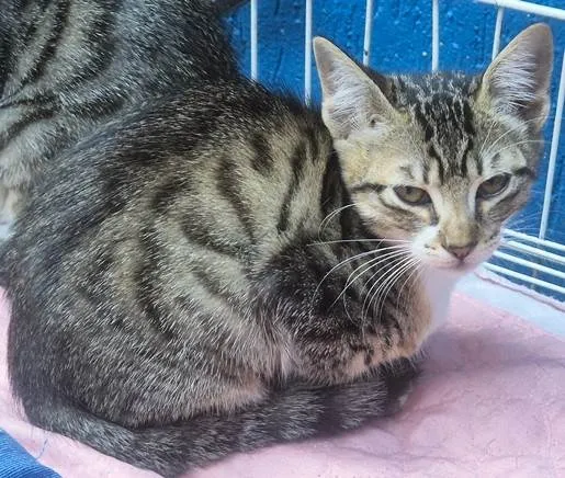 Gato ra a SRD-ViraLata idade 2 a 6 meses nome LINA TIGRADA