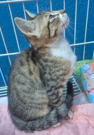 Gato ra a SRD-ViraLata idade 2 a 6 meses nome LINA TIGRADA
