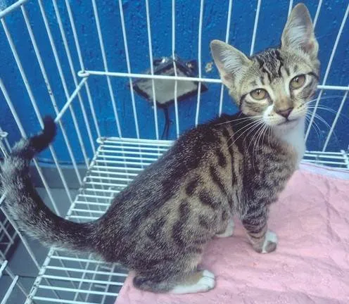Gato ra a SRD-ViraLata idade 2 a 6 meses nome LINA TIGRADA